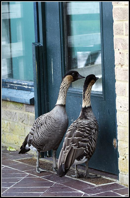 Nosy NeNe Geese