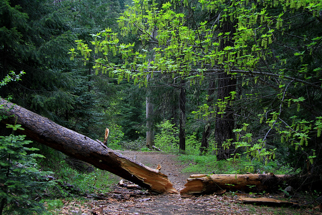 Chiwaukum Creek Trail