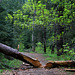 Chiwaukum Creek Trail