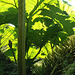 Amongst Gunnera