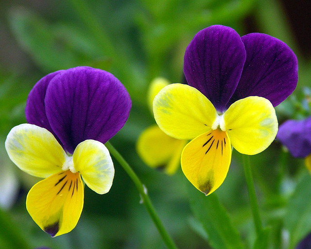 Violas