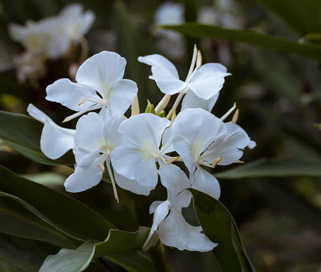 HEDYCHIUM CORONARIUM