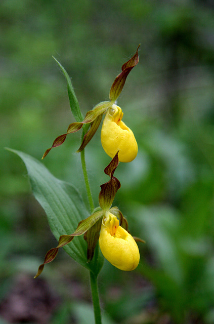 Large Yellow Lady's Slipper (Cypripedium parviflorum var. pubescens)