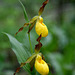 Large Yellow Lady's Slipper (Cypripedium parviflorum var. pubescens)