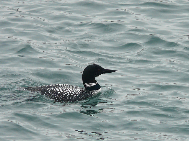 Common Loon