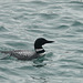 Common Loon