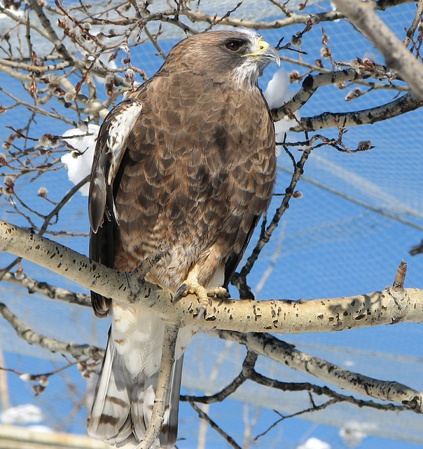 Raptor beauty