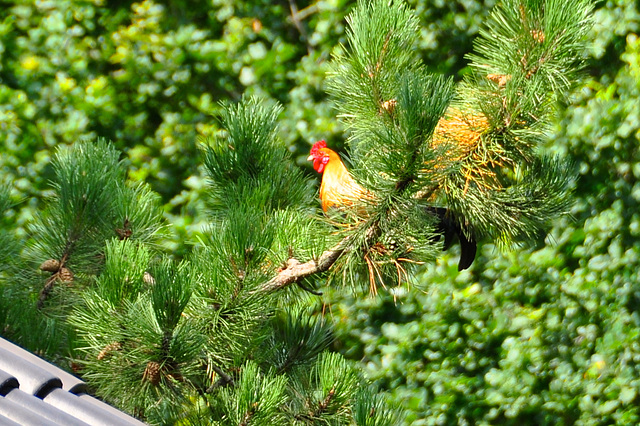 After an attack by a cat, this rooster spends some time in a tree