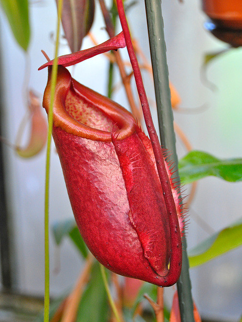 Hortus Botanicus of Leiden University – Nephentes