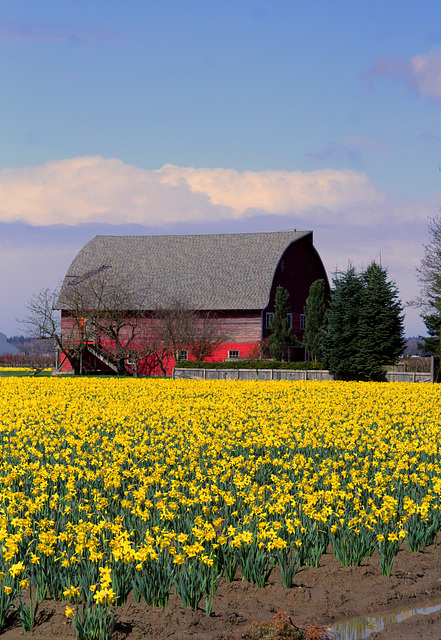 Spring in the Skagit Valley Spring in the Skagit Valley