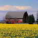 Spring in the Skagit Valley