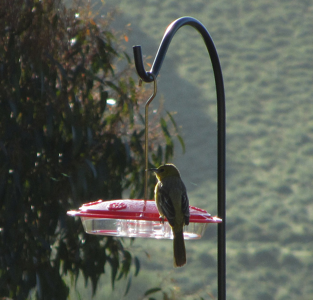 Hooded Oriole (female)