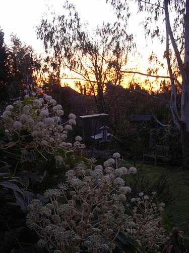 Fatsia sunrise