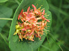 Twining Honeysuckle