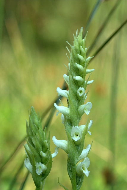 Hooded Lady's Tresses (Spiranthes romanzoffiana)