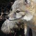 Swift Fox