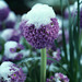 Late Snow and Primroses