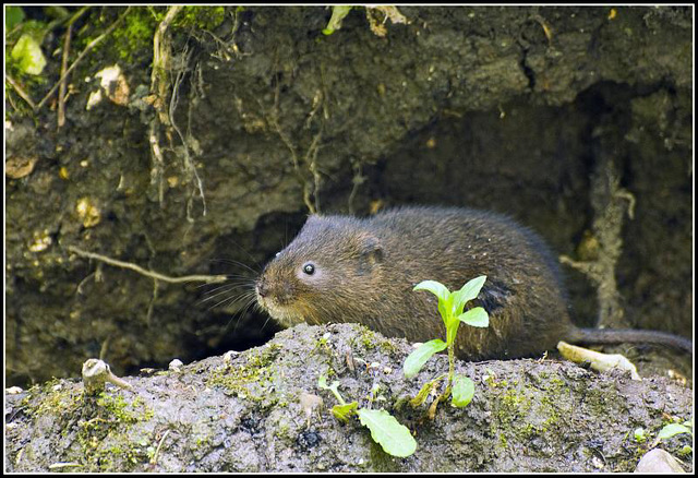 Arundel - Water Vole