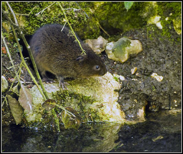 Arundel - Water Vole