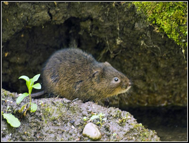 Arundel - Water Vole