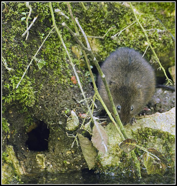 Arundel - Water Vole