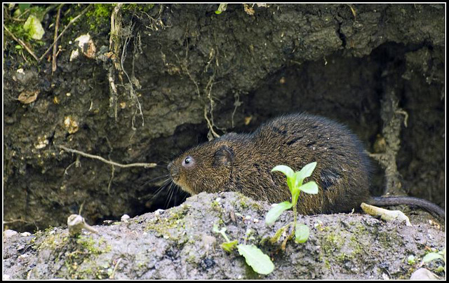 Arundel - Water Vole