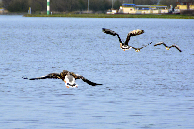 Some geese flying away