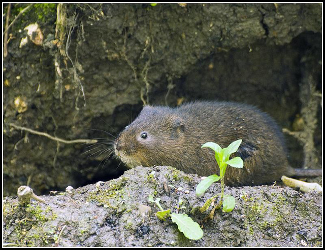 Arundel - Water Vole