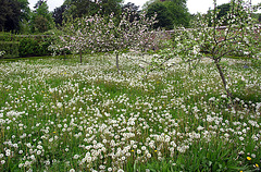 Dandelion Orchard