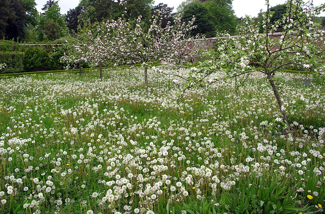 Dandelion Orchard