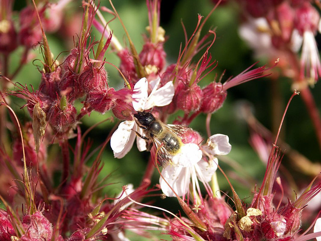 BeeGeranium