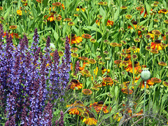 Sage, Helenium