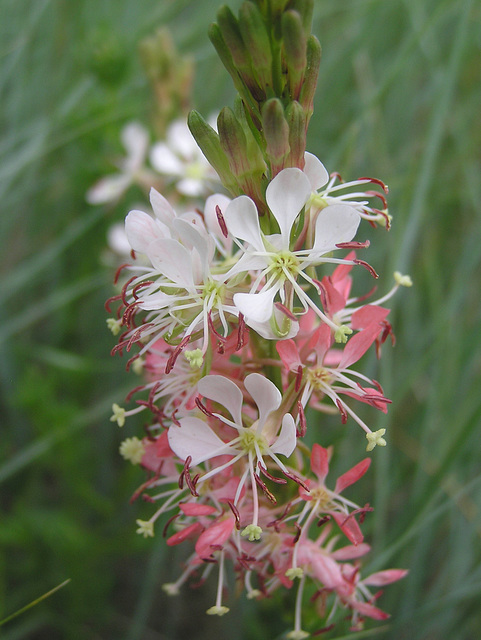 Scarlet Butterfly Weed