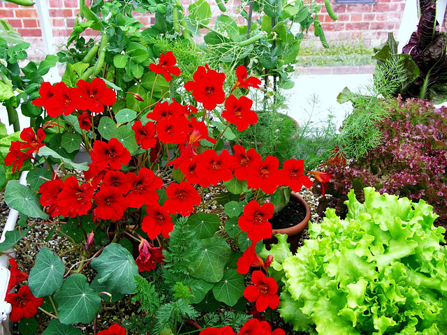 Red Nasturtium