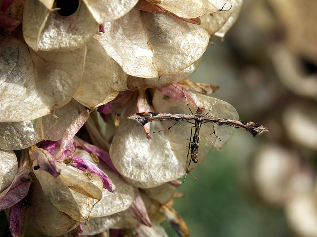 Plume moth