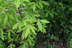 26-Acer sp triflorum ou cissifolium ?