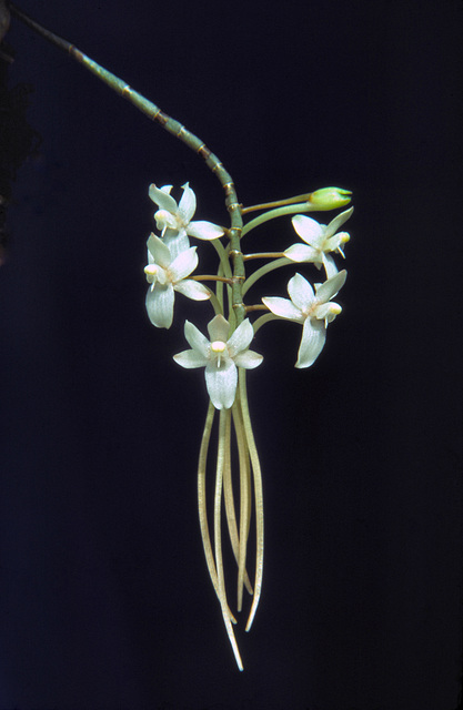Aerangis mystacidii Aerangis mystacidii