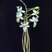 Aerangis mystacidii