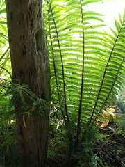 Shuttlecock fern