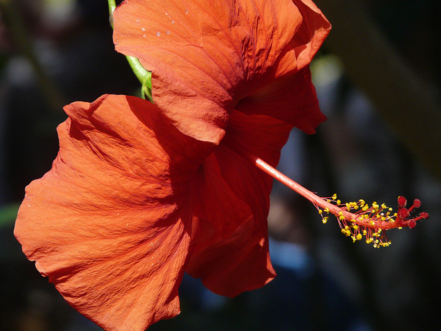 Orange Hibiscus