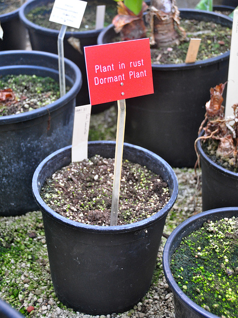 Hortus Botanicus of Leiden University – Dormant Plant