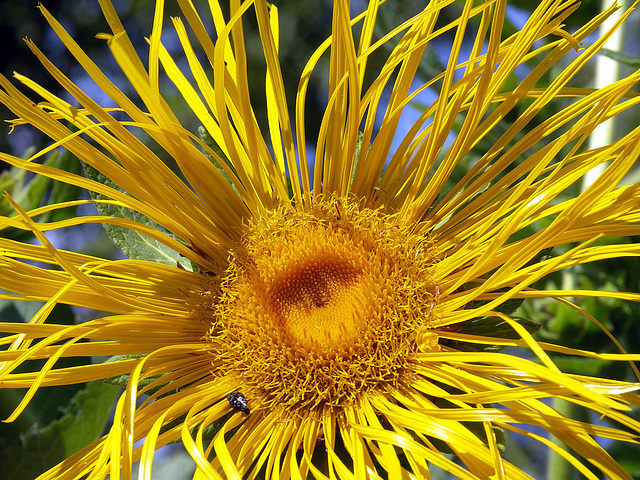 Inula