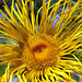 Inula