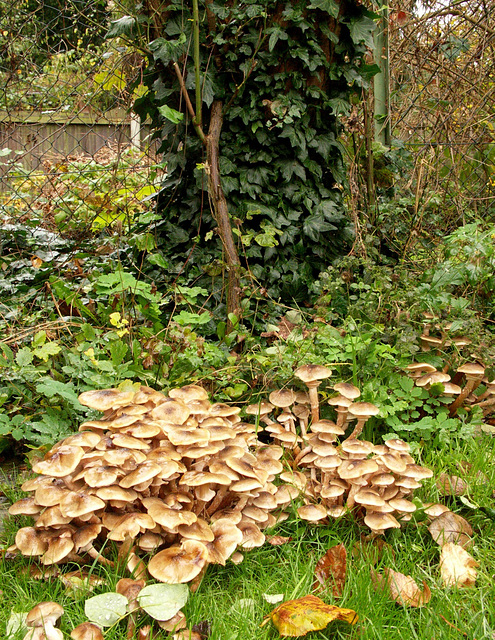 Fungi at the base of a fir stump