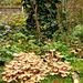 Fungi at the base of a fir stump