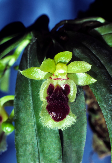 Haraella retrocalla Haraella retrocalla