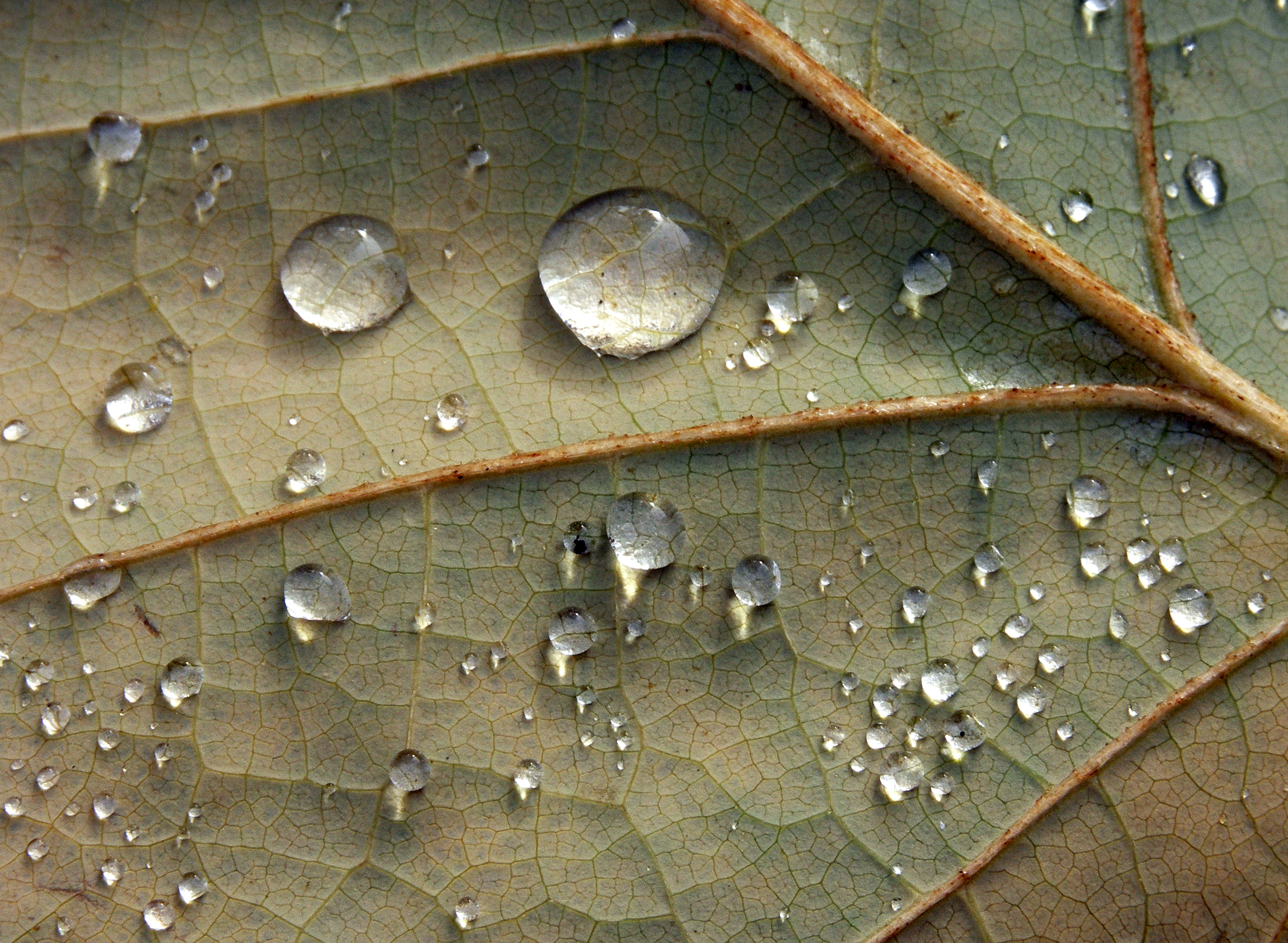 Dew Dew