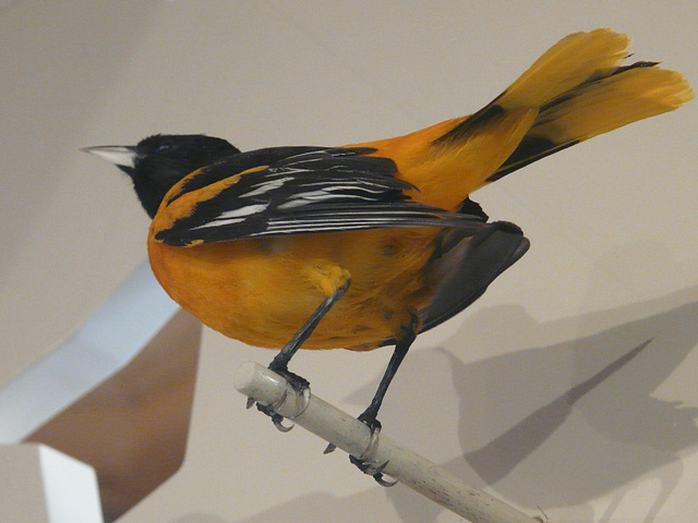 Baltimore Oriole