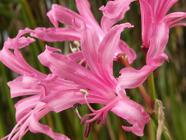 Nerine