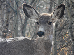 Mule Deer